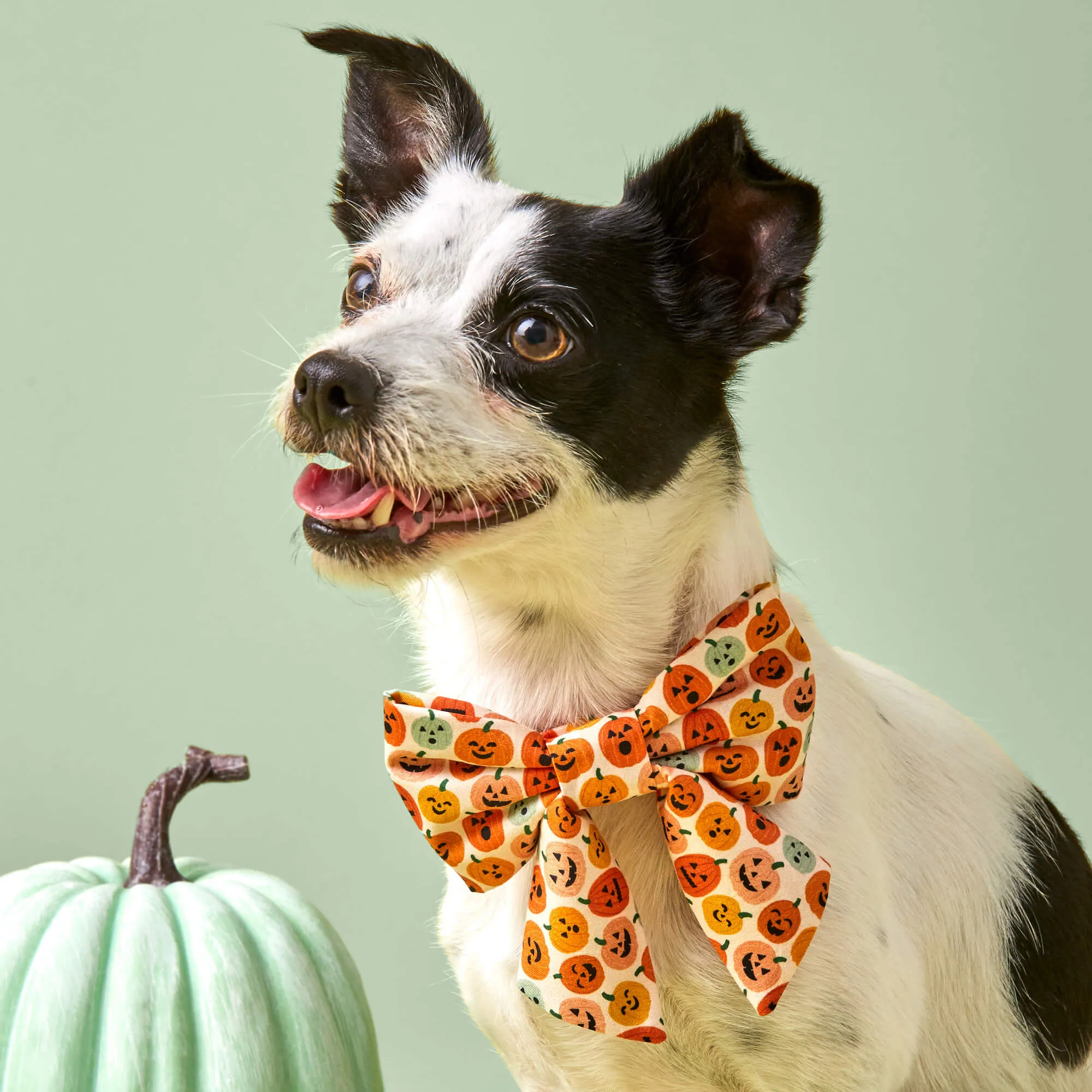 Jack-o’-Lanterns Lady Dog Bow