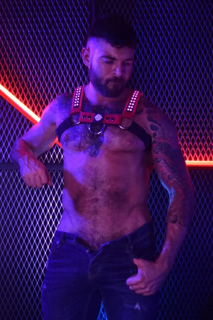 STARLIGHT BULLDOG HARNESS - RED